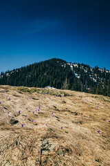 Purple flowers, crocuses on yellow grass, spring in the mountains