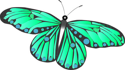 Exotic colorful butterflies 