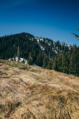 Purple flowers, crocuses on yellow grass, spring in the mountains