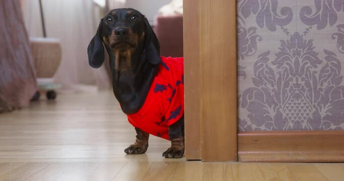 Funny dachshund puppy in home red t-shirt appears from around the corner, stares at something, tries to bark and runs into the room, front view. Dog is making a mess at home