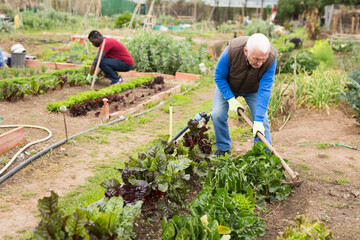 Focused senior man working with hoe in kitchen garden, hoeing soil on vegetable rows..