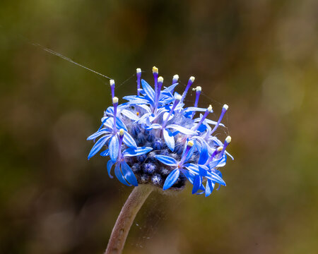 The blue flowers of the herb known as Blue Pincushion (Brunonia australis)