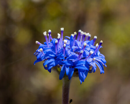 The blue flowers of the herb known as Blue Pincushion (Brunonia australis)