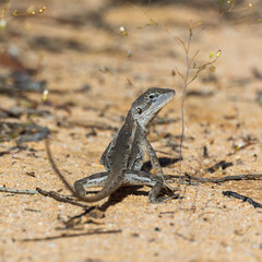 The Nobbi Dragon (Diporiphora nobbi) has a distinctive stripe along their backs which is often pale-coloured or even yellow.