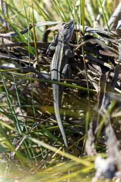 The Nobbi Dragon (Diporiphora nobbi) has a distinctive stripe along their backs which is often pale-coloured or even yellow.