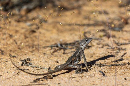 The Nobbi Dragon (Diporiphora nobbi) has a distinctive stripe along their backs which is often pale-coloured or even yellow.
