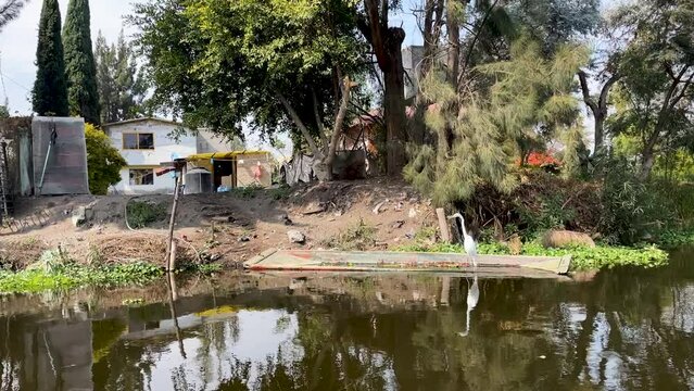 shot of goose at mexico city chinampa zone