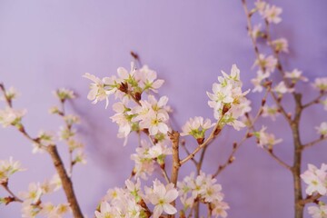 Cherry blossom in full bloom background purple background. pink and purple floral background for spring, April , event, design wallpaper.