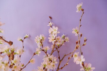 Cherry blossom in full bloom background purple background. pink and purple floral background for spring, April , event, design wallpaper.