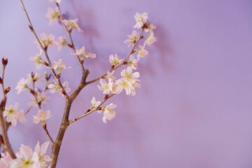Cherry blossom in full bloom background purple background. pink and purple floral background for spring, April , event, design wallpaper.