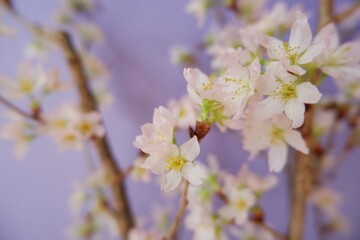 Cherry blossom in full bloom background purple background. pink and purple floral background for spring, April , event, design wallpaper.