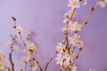Cherry blossom in full bloom background purple background. pink and purple floral background for spring, April , event, design wallpaper.