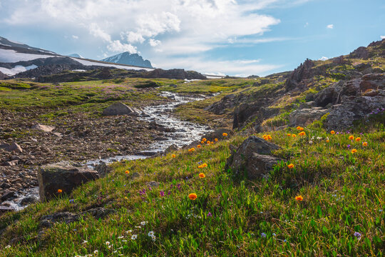 Colorful landscape with orange trollius flowers near high mountain stream in bright sun. Vivid orange flowers near sunlit mountain creek among sharp rocks and snow mountains in changeable weather.