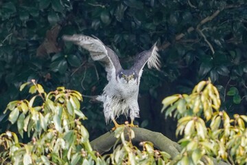 オオタカ成鳥のエンゼルポーズ