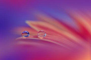 Beautiful Macro Photo.Colorful Flowers.Border Art Design.Magic Light.Close up Photography.Conceptual Abstract Image.Violet and Red Background.Fantasy Art.Creative Wallpaper.Beautiful Nature Background © Juliana Nan