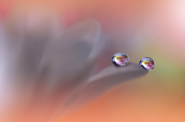 Beautiful Macro Photo.Colorful Flowers.Border Art Design.Magic Light.Close up Photography.Conceptual Abstract Image.Orange Background.Fantasy Art.Creative Wallpaper.Beautiful Nature Background.Drop.