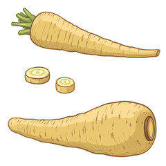Parsnips Roots. Vector illustration of Parsnips, isolated on a white background.