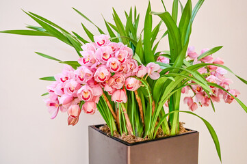 Potted pink orchid plants
