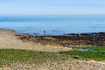 Seaweed partially covering beach
