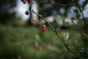 Picking blue berries