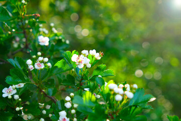 Spring time.Floral spring background. Blooming white branches. Spring flowering trees and sun glare in the blooming garden.White flowers close-up. Spring mood 