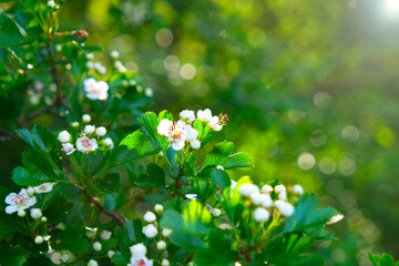 Spring time.Floral spring background. Blooming white branches. Spring flowering trees and sun glare...