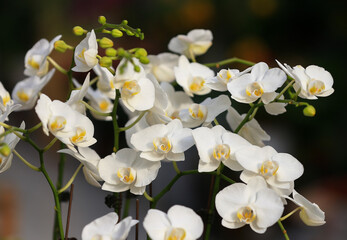 Fototapeta premium Butterfly Orchids in full bloom, in the greenhouse