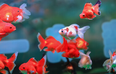 Goldfish are swimming in the aquarium