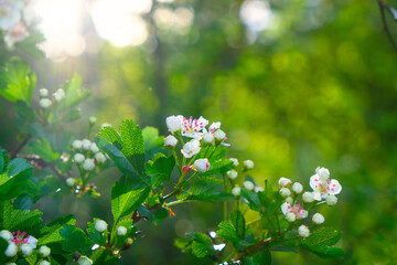 Spring time.Floral background. Blooming white branches. Spring flowering trees and sun glare in the...
