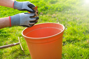 Cleaning spring garden. Harvesting leaves in the garden in the spring season.Hands in gloves fold last year's autumn leaves in a brown bucket on spring green garden background