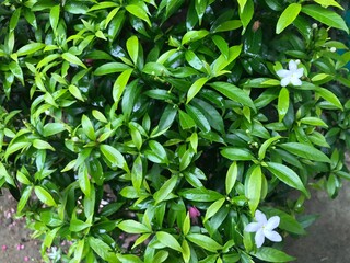 beautiful flower white with leaf green nature . background fresh natural for flyer, poster and etc