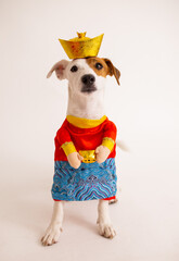 Jack russell terrier dog with traditional dress god of money