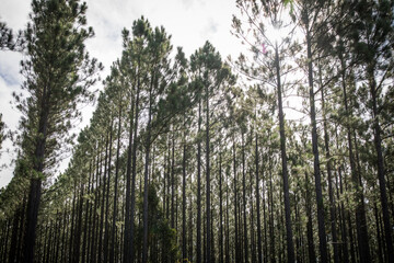 Plantation