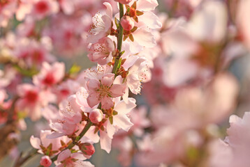 Peach blossoms in full bloom in the orchard