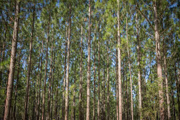 Fototapeta premium Plantation