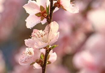 Peach blossoms in full bloom in the orchard