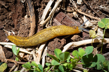 Yellow Slug slides on by in the vegetable garden, introduced garden pest in Australia.