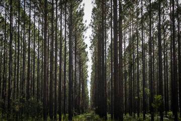Fototapeta premium Plantation