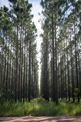 Obraz premium Plantation