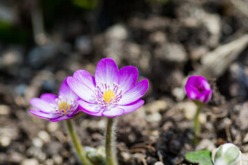 春の庭に咲くピンクのカワイイ花　ミスミソウ