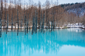 残雪が残る早春の青い池　美瑛町
