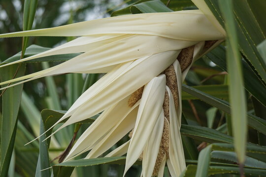 Fragrant Screwpine flower (Pandanus fascicularis, Pandanus odorifer, Pandanus tectorius) with nature background.