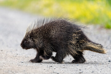 Small, wild porcupine seen walking across a road in northern Canada 
