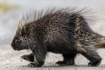 Full body shot of a wild porcupine with quills showing, walking across road with blurred background. 