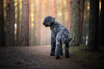 Pies rasy bouvier des Flandres (owczarek flandryjski) w lesie 