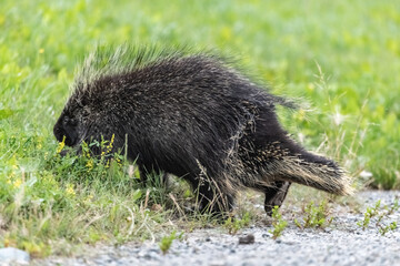 Wild porcupine seen in northern Canada during summer, walking through grass. Erethizon dorsatum seen in Yukon Territory in summertime.