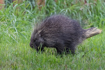 Wild porcupine seen in summer time surrounded by lush, green grass with blurred background. 
