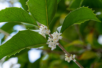 Flowers of holly olive - Osmanthus heterophyllus - are in bloom in Fukuoka city, JAPAN.