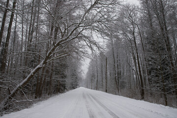 Fototapeta premium A snow-covered road with trees on the roadside.
