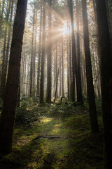 morning sunbeam through fog and mist in an Oregon old growth forest